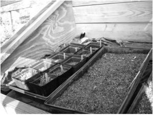 Cold Frame Inside